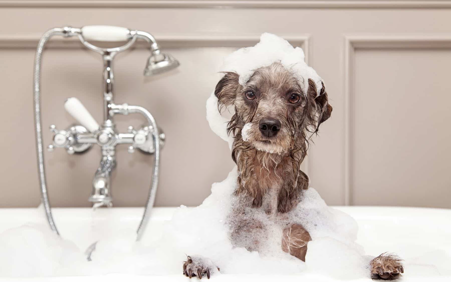 How to treat beard stains from your dribbly dog
