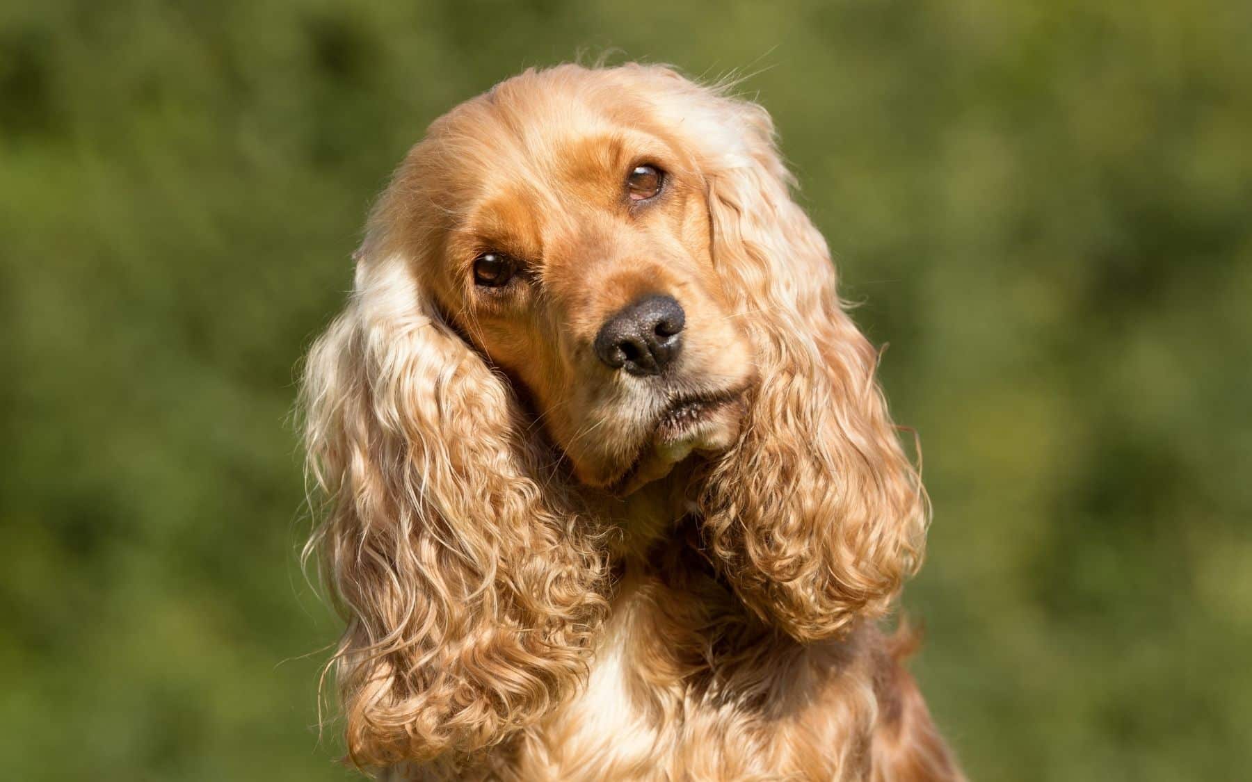 How to treat beard stains from your dribbly dog