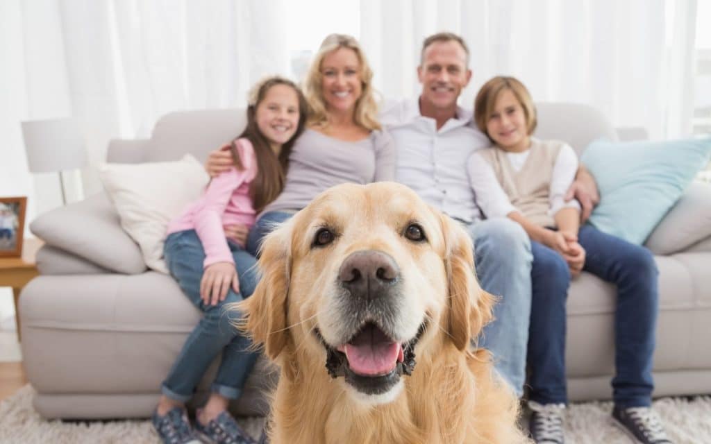 Young Woofians- family Dog - golden retriever