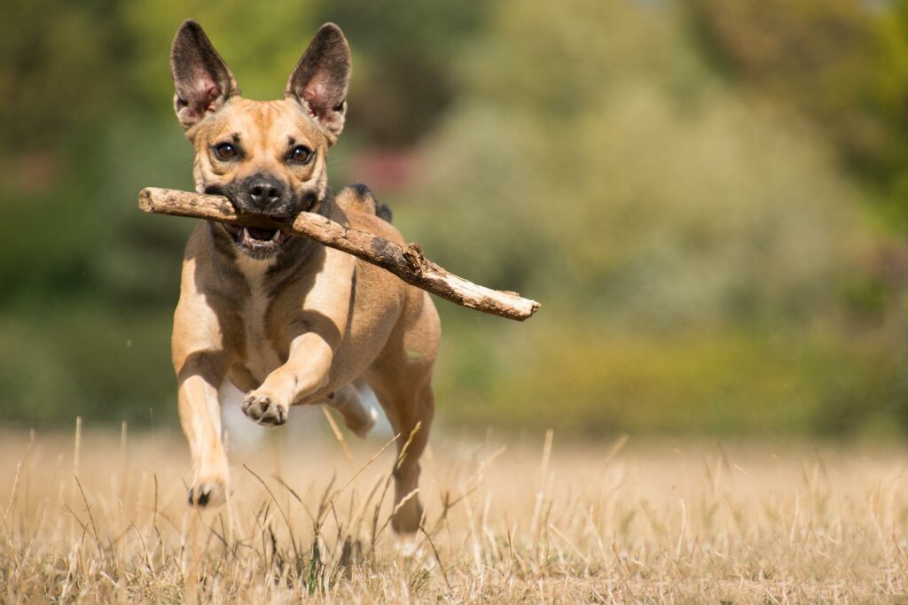 Dog Playing with Stick-Enriching your dog's life and their experiences- brown dog-young woofians