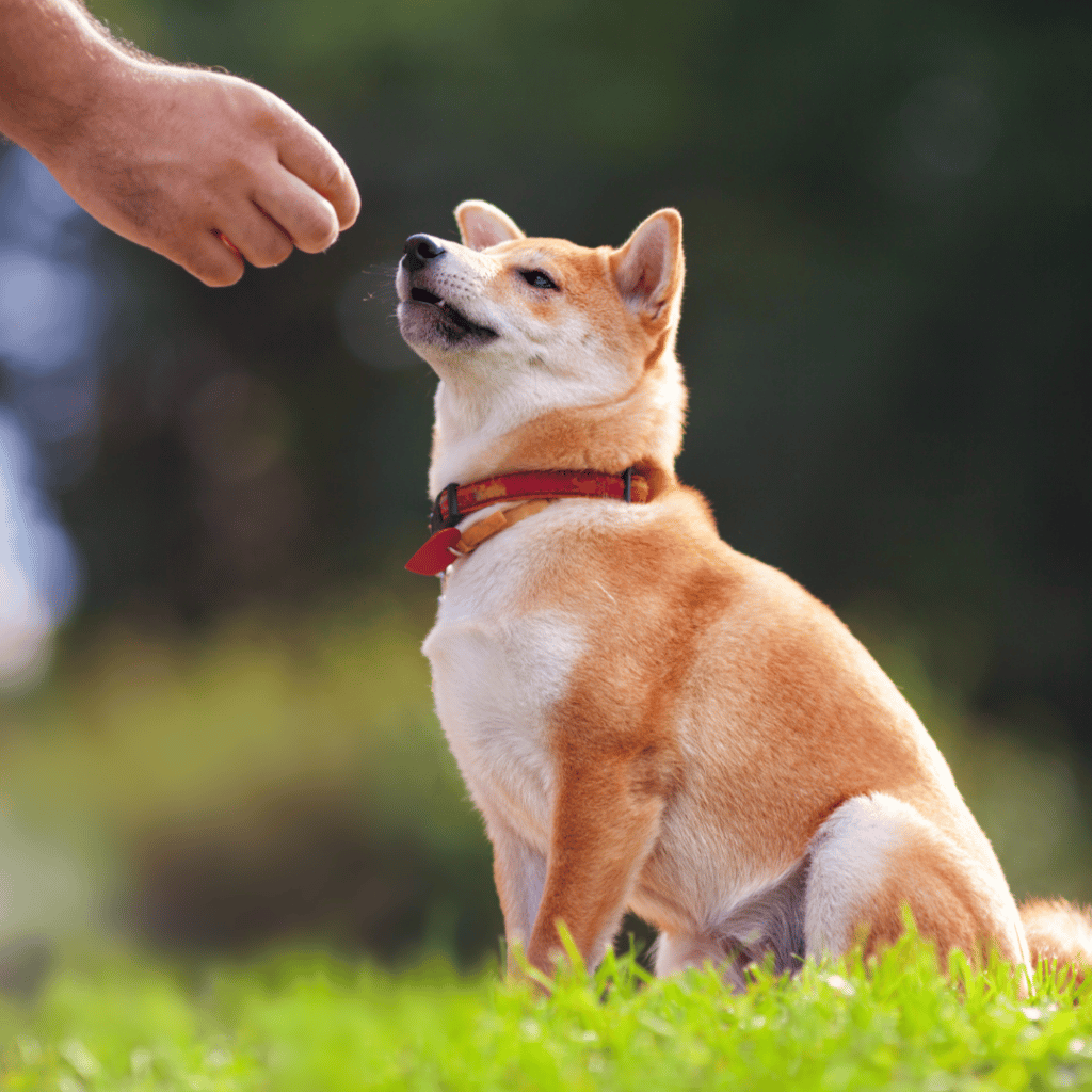 image of dog being rewarded with treat