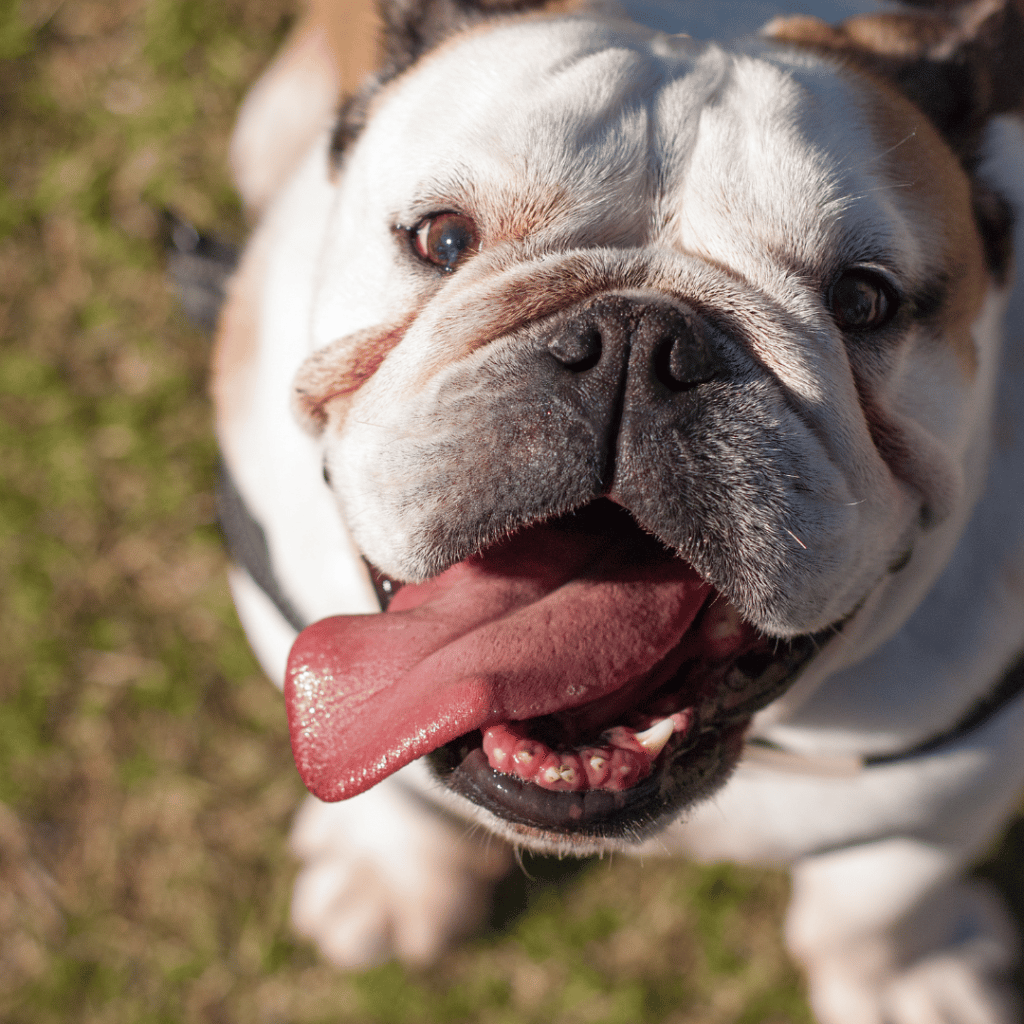 Look at that face! A bulldog owner’s guide to grooming