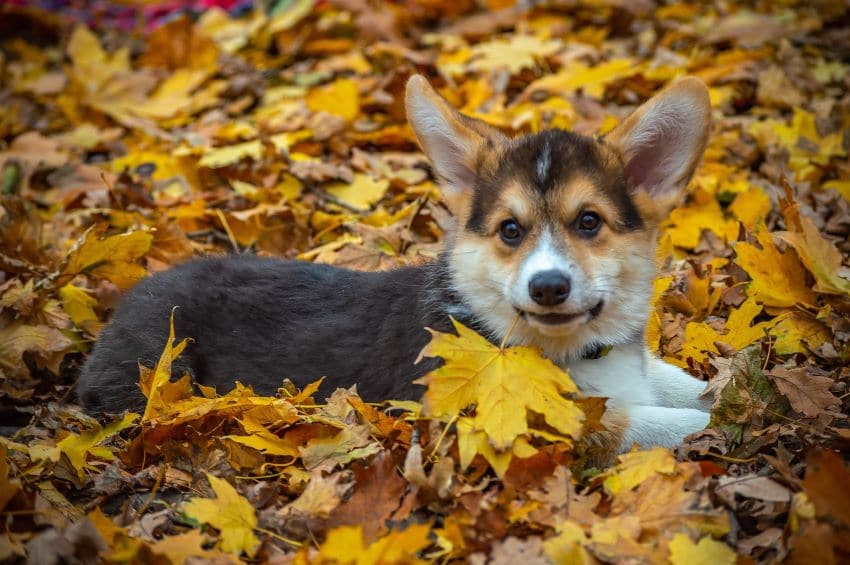 Keeping your dog's paws clean this winter